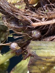 Lepisosteus osseus