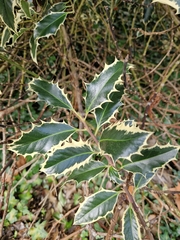 Ilex aquifolium
