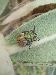 Orsilochides leucoptera