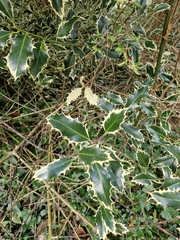 Ilex aquifolium