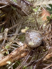 Lepisosteus osseus