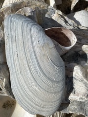 Megangulus bodegensis