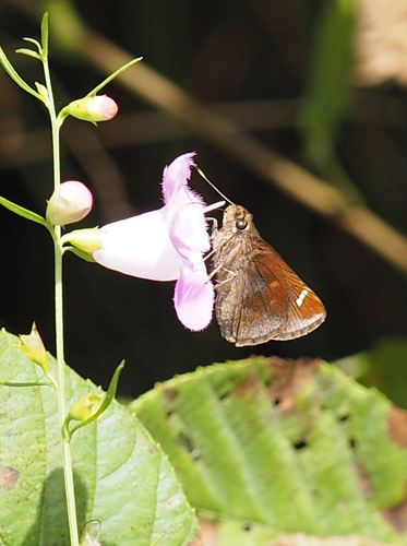 Clouded Skipper photo 4