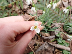 Galanthus nivalis