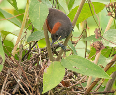 Synallaxis brachyura