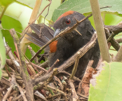 Synallaxis brachyura