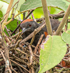 Synallaxis brachyura