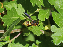 Euodynerus hidalgo