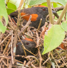 Synallaxis brachyura