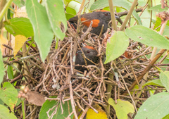 Synallaxis brachyura