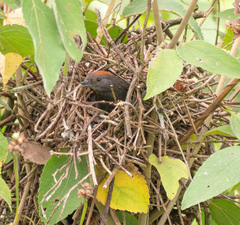 Synallaxis brachyura