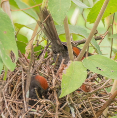 Synallaxis brachyura