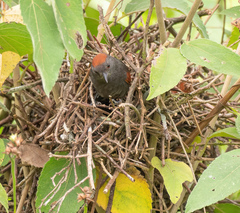 Synallaxis brachyura