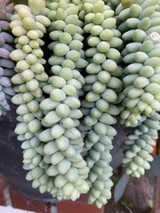 Sedum burrito