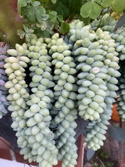 Sedum burrito