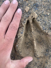 Kobus ellipsiprymnus