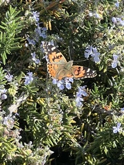 Vanessa cardui