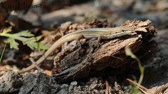 Takydromus wolteri