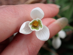 Galanthus nivalis
