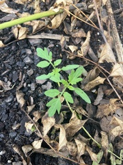 Solanum lycopersicum