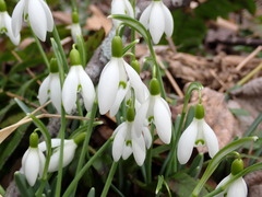 Galanthus nivalis