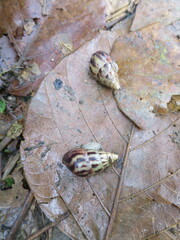 Limicolaria flammea