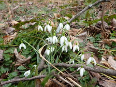 Galanthus nivalis