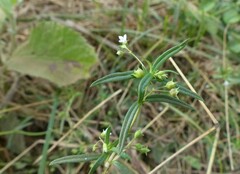 Scleromitrion diffusum