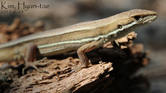 Takydromus wolteri