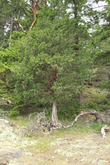 Juniperus maritima