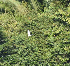 Pseudastur albicollis