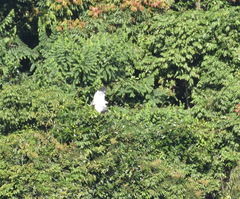 Pseudastur albicollis