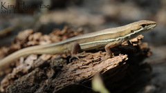 Takydromus wolteri