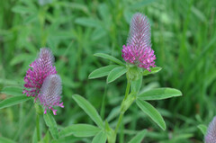 Trifolium rubens