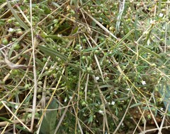 Scleromitrion diffusum