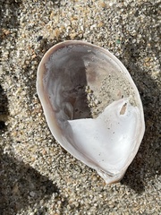 Crepidula onyx
