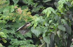 Melanerpes aurifrons