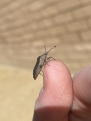 Catorhintha apicalis