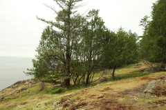Juniperus maritima