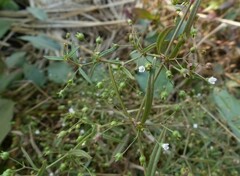 Scleromitrion diffusum
