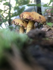 Suillus americanus