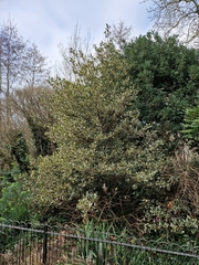 Ilex aquifolium