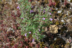Teucrium botrys