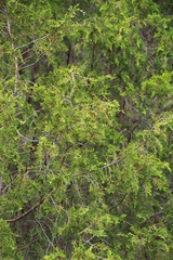 Juniperus maritima