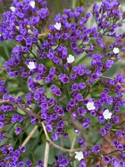 Limonium perezii