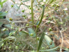 Scleromitrion diffusum