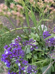 Limonium perezii