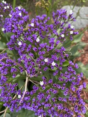 Limonium perezii