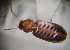 Stenolophini