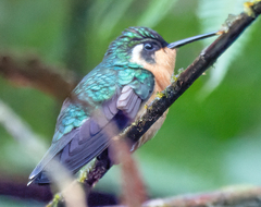 Lampornis castaneoventris